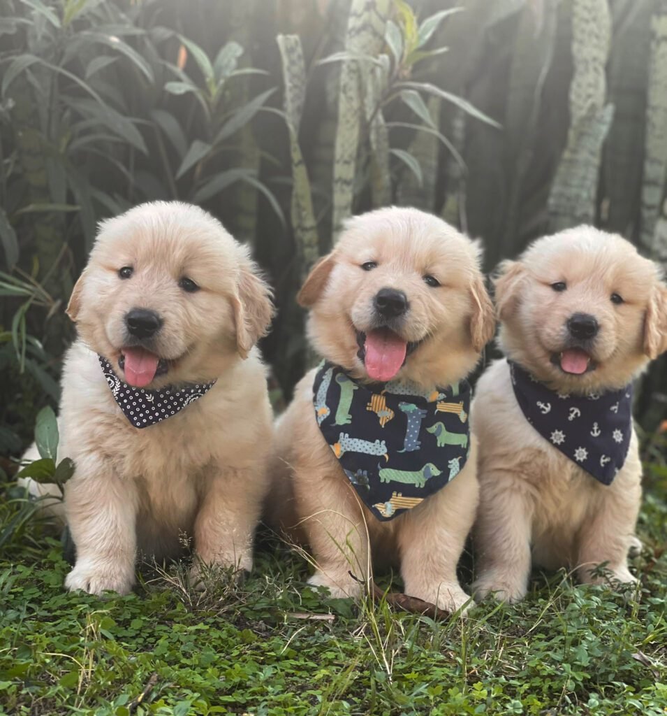 Golden Retriever | Triunfo Kennel Formando Amigos Leais