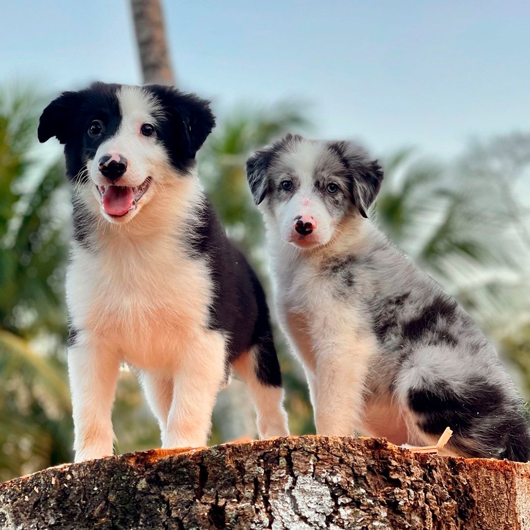 Border Collie | Triunfo Kennel Formando Amigos Leais