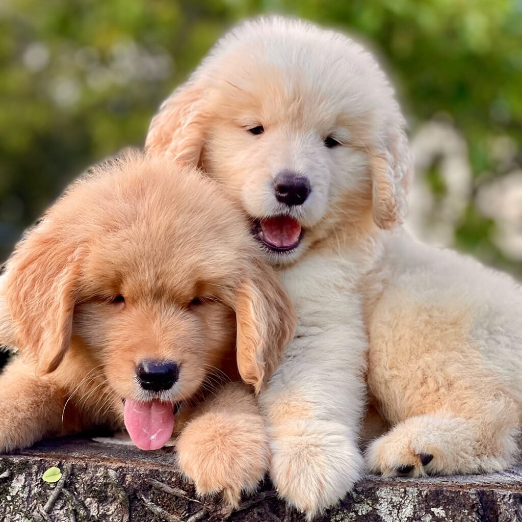 Golden Retriever | Triunfo Kennel Formando Amigos Leais