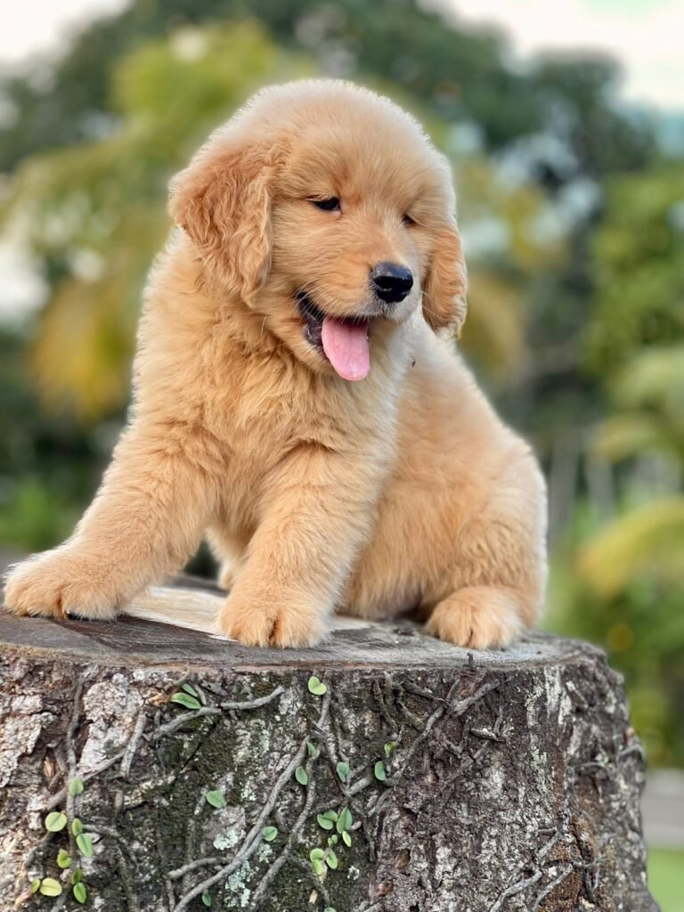 Golden Retriever | Triunfo Kennel Formando Amigos Leais