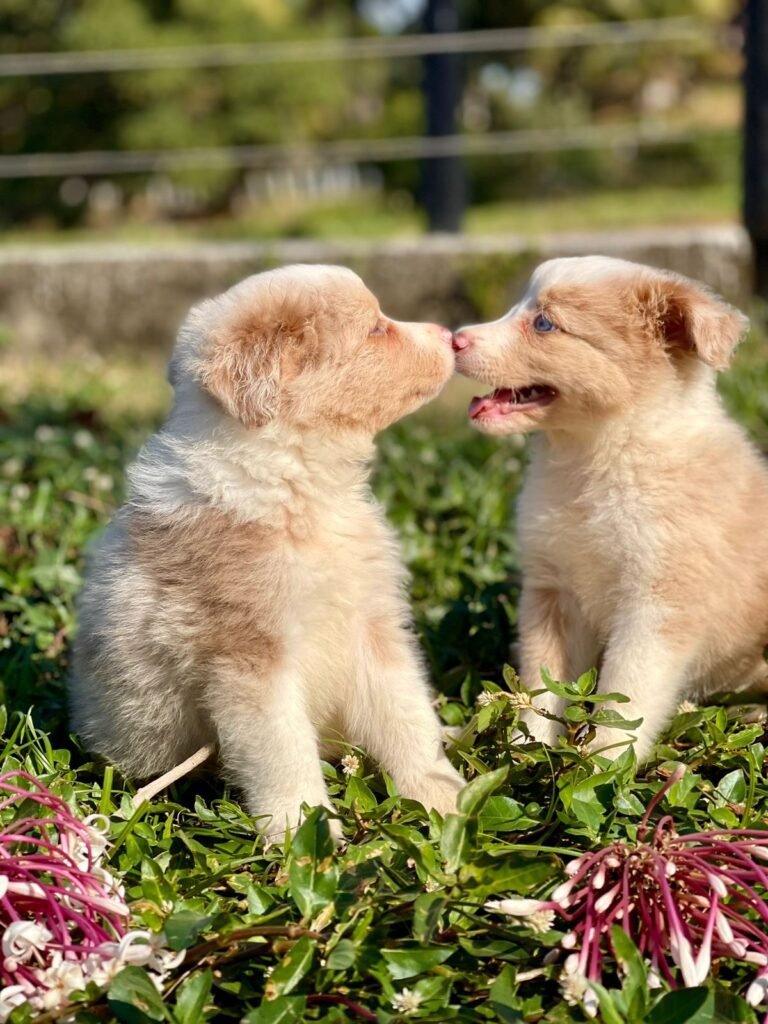 Border Collie | Triunfo Kennel Formando Amigos Leais