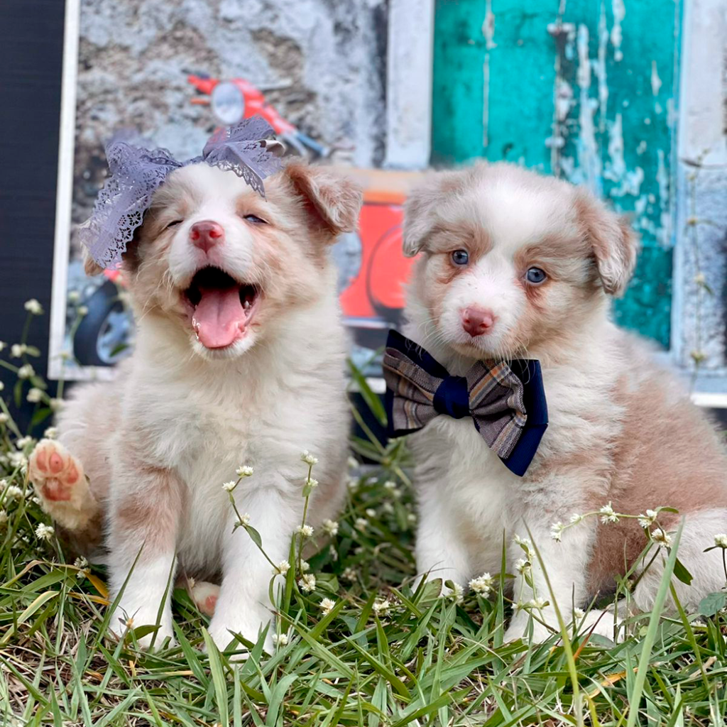Border Collie | Triunfo Kennel Formando Amigos Leais