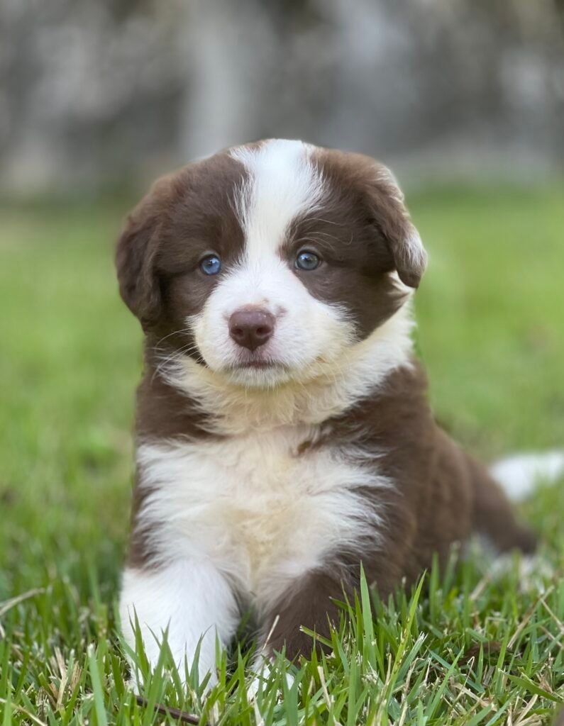 Border Collie | Triunfo Kennel Formando Amigos Leais