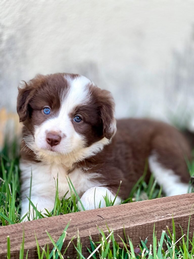 Border Collie | Triunfo Kennel Formando Amigos Leais
