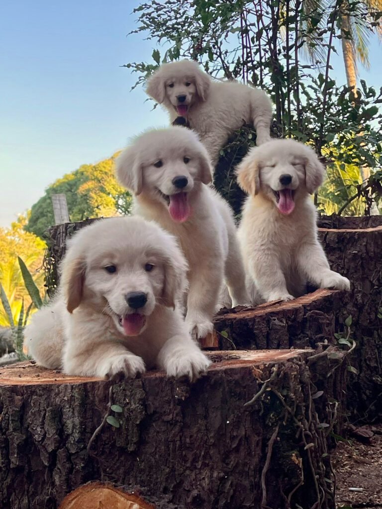 Golden Retriever | Triunfo Kennel Formando Amigos Leais