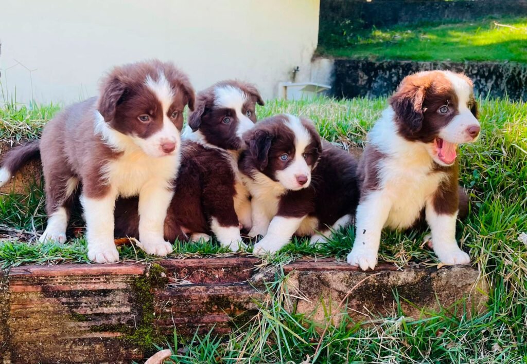 Border Collie | Triunfo Kennel Formando Amigos Leais