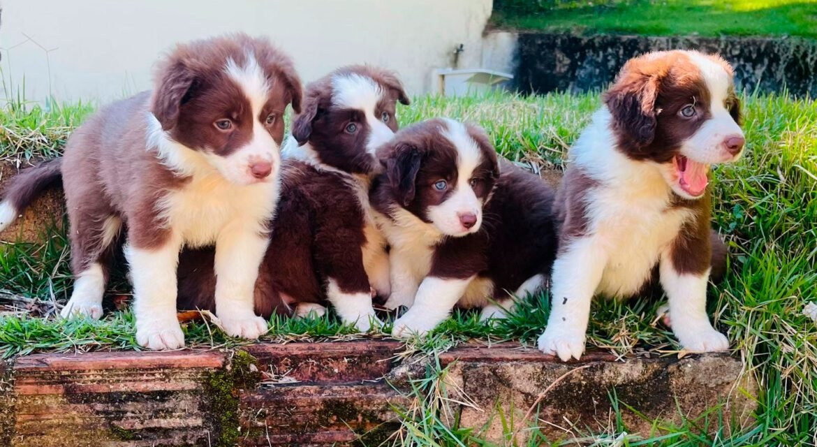 Border Collie | Triunfo Kennel Formando Amigos Leais