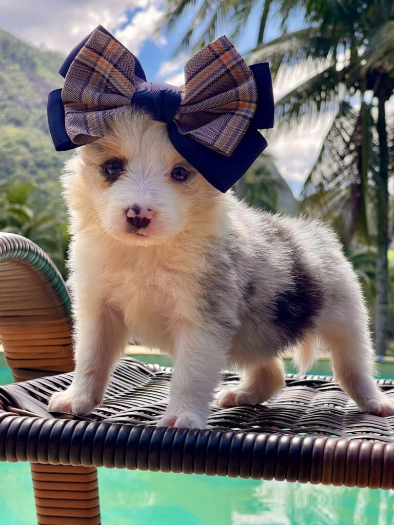 Border Collie | Triunfo Kennel Formando Amigos Leais