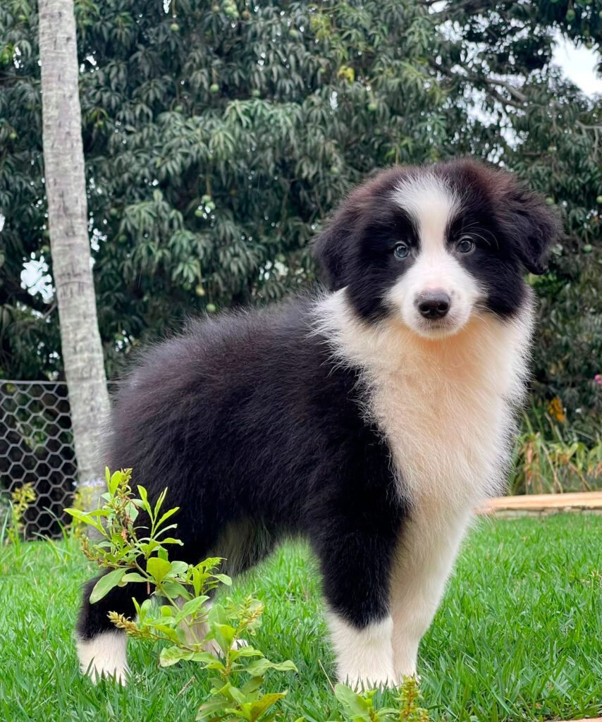 Border Collie | Triunfo Kennel Formando Amigos Leais