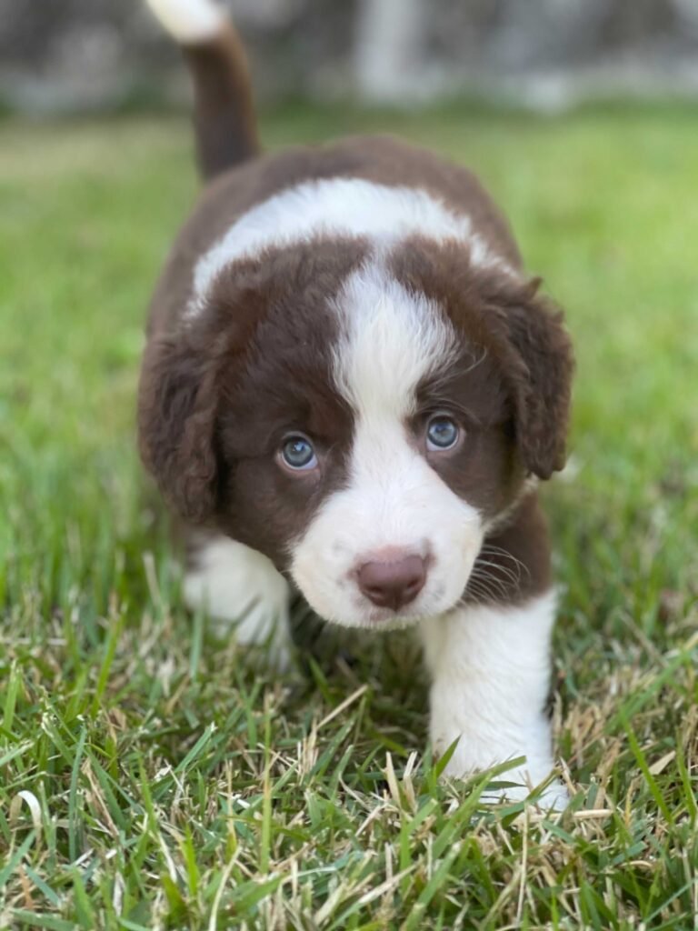 Border Collie | Triunfo Kennel Formando Amigos Leais