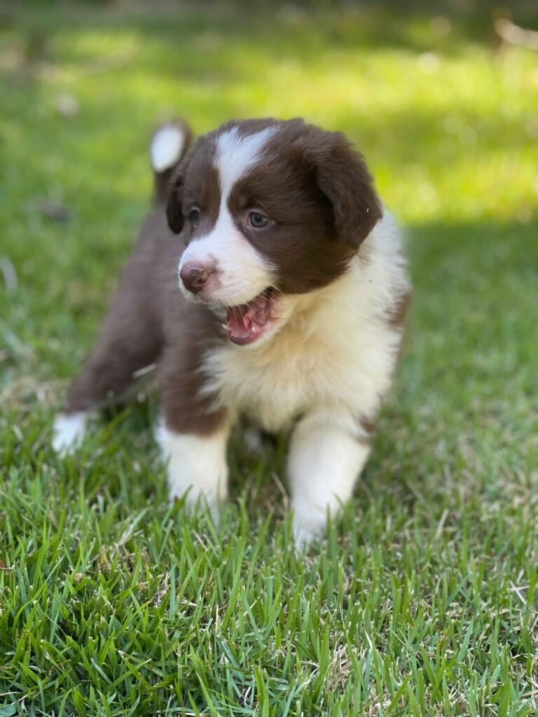 Border Collie | Triunfo Kennel Formando Amigos Leais