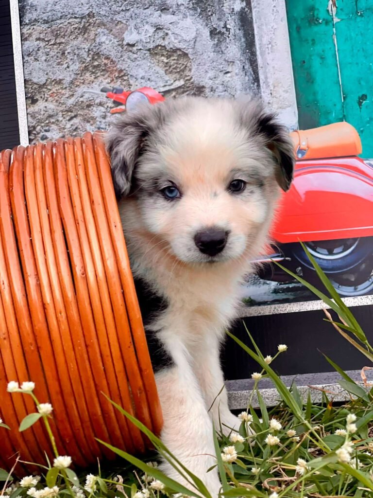 Border Collie | Triunfo Kennel Formando Amigos Leais