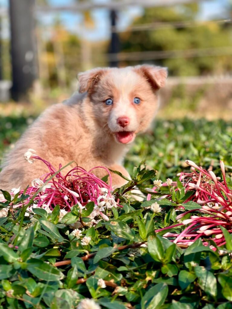 Border Collie | Triunfo Kennel Formando Amigos Leais