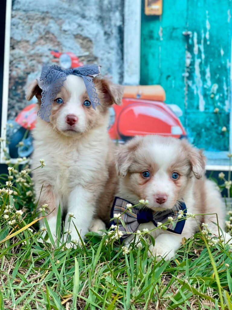 Border Collie | Triunfo Kennel Formando Amigos Leais