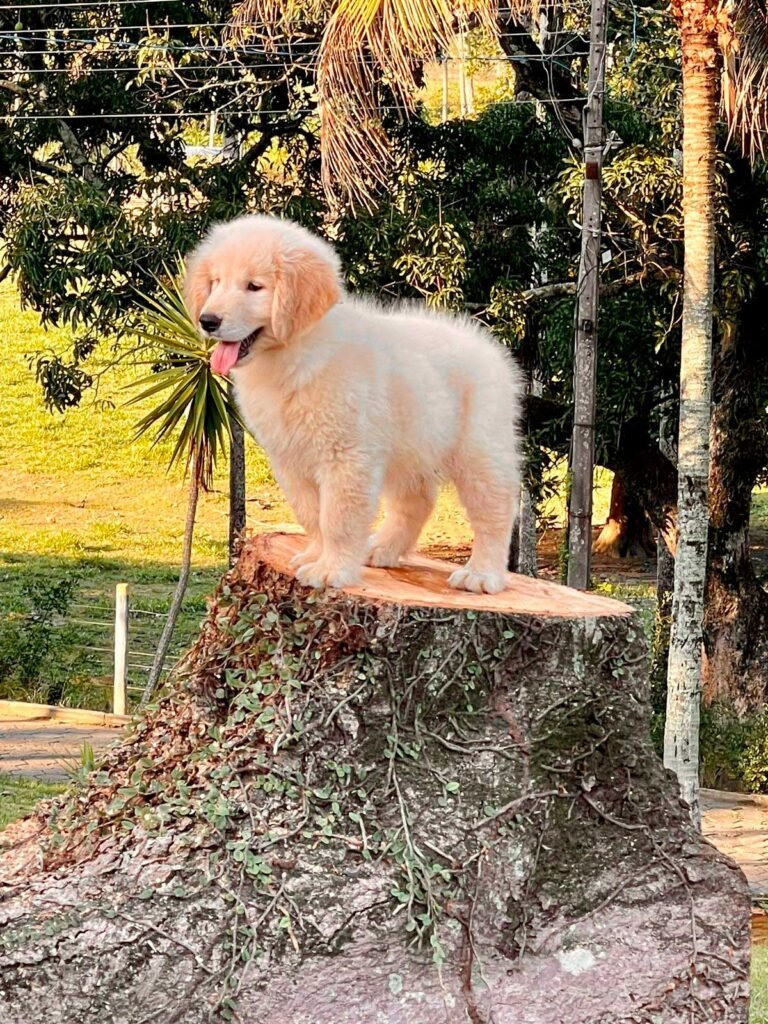 Golden Retriever | Triunfo Kennel Formando Amigos Leais