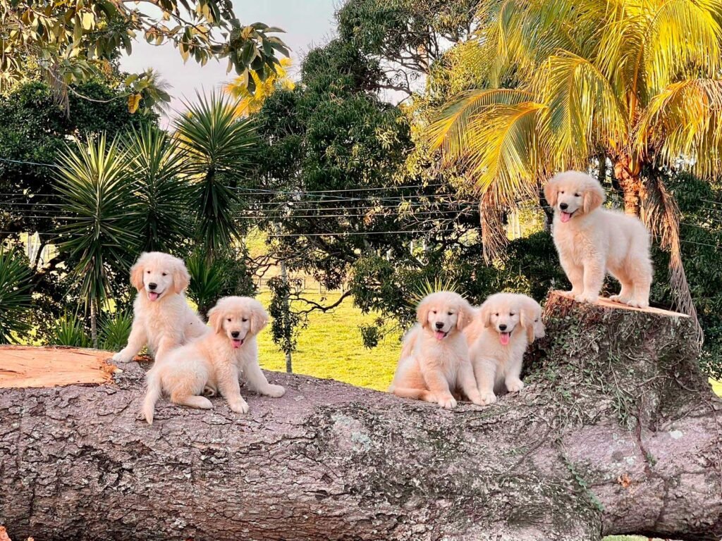 Golden Retriever | Triunfo Kennel Formando Amigos Leais